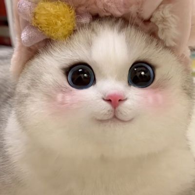 可爱猫咪头_微信头像_我要个性网