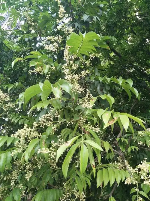 深圳常见的一些南方植物