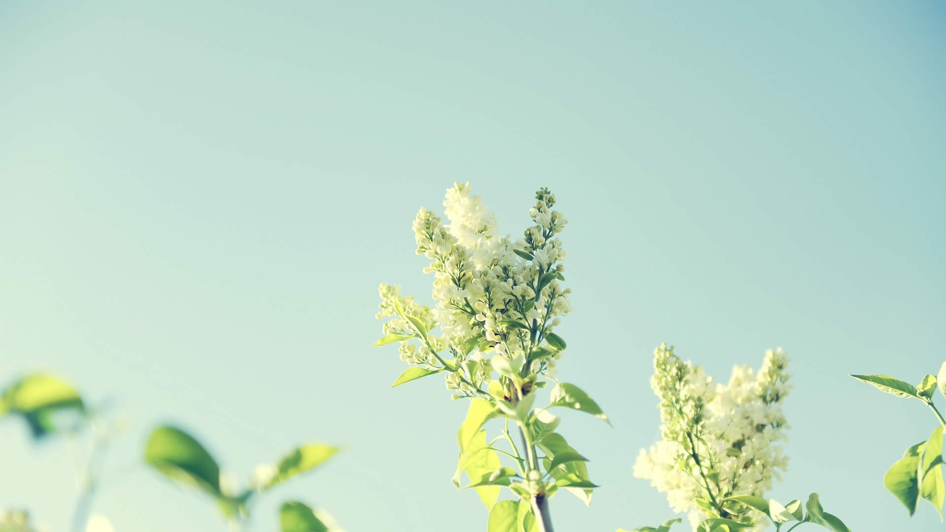 唯美小清新植物高清桌面壁纸