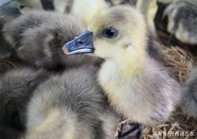 怎样才能让更多的幼鹅活下来?想提高幼鹅的成活率,你得掌握方法