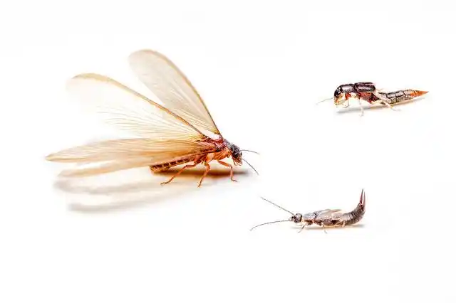 白蚂蚁怎么消灭才干净彻底消灭白蚂蚁的有效方式