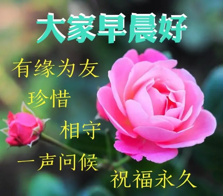 7张唯美的早安图片带字,漂亮好看的鲜花早上好问候语图片