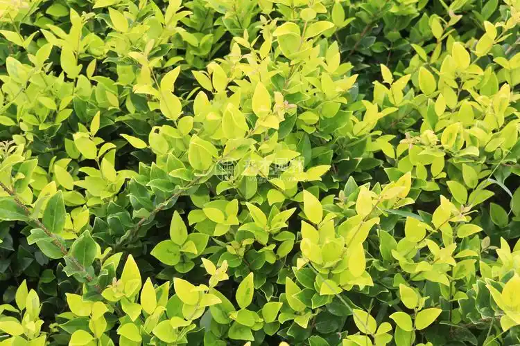 40公分高金森女贞价格多少钱一棵?