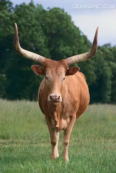 长角牛