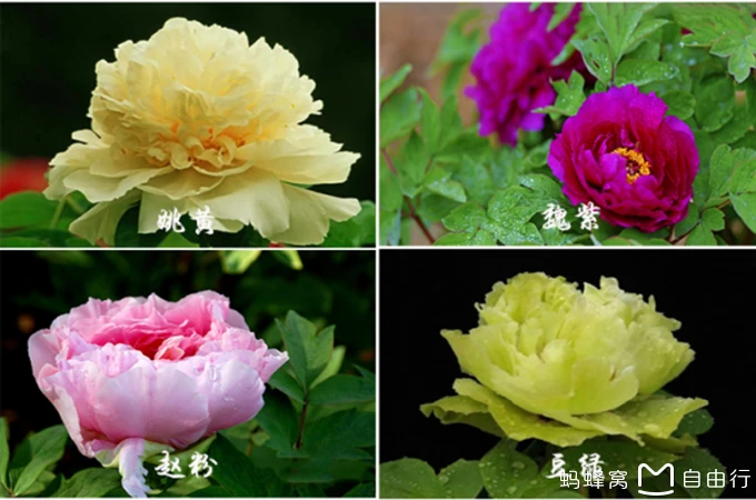 2017洛阳牡丹赏花全攻略,花期观赏地及路线推荐