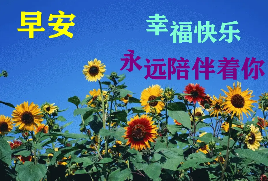 6张秋天最新特漂亮早上好鲜花图片带祝福语 2021最美秋日早安问候图片