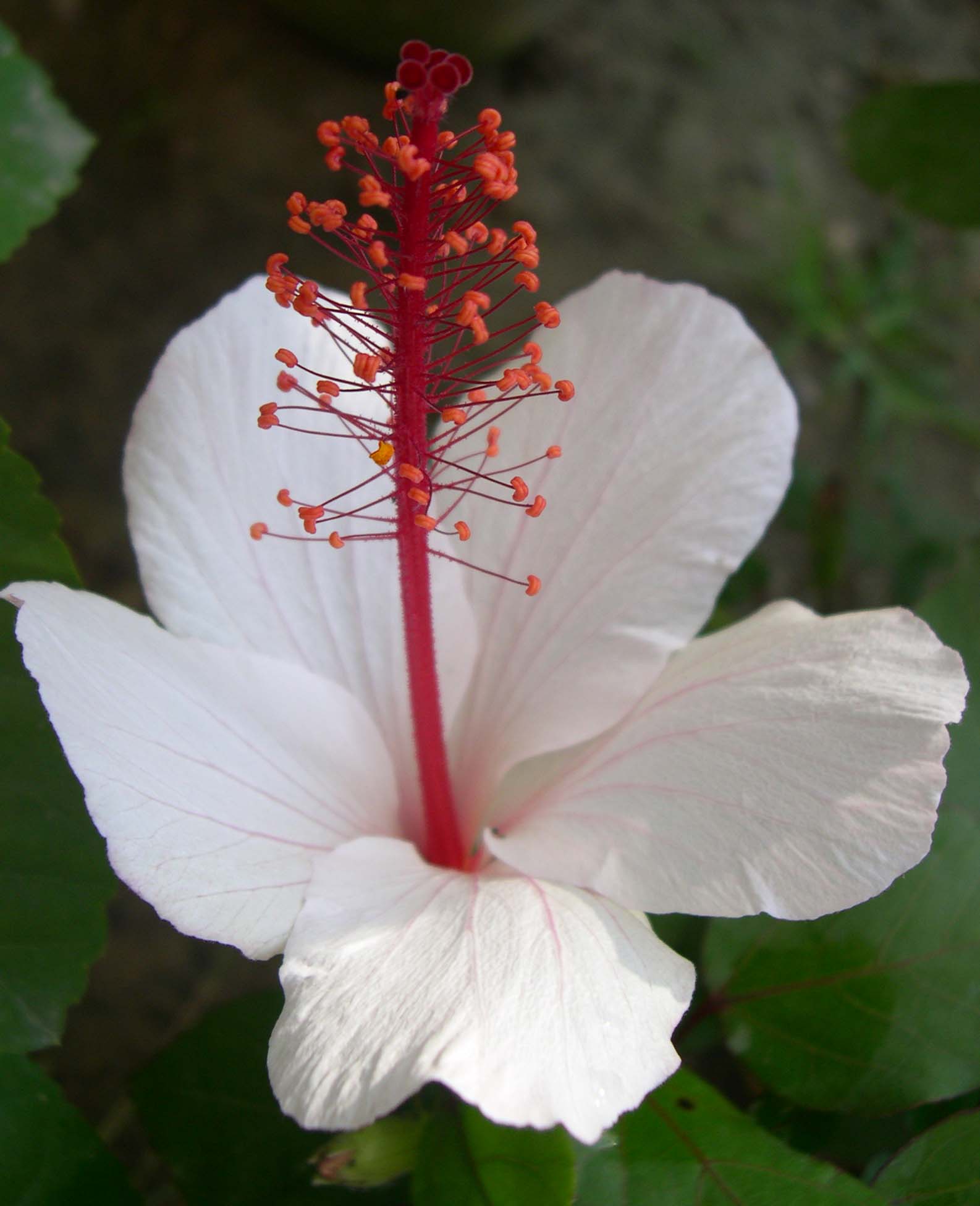 种名?学名?雄蕊类型?   答案见文化沙龙.