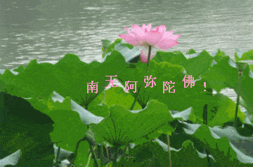 荷花gif荷叶gif河水gif喃无阿弥陀佛gif