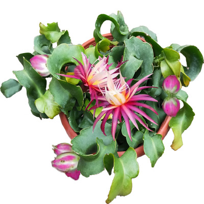 昙花一现鱼骨令箭卷叶昙花盆栽室内阳台庭院植物养易成活花卉