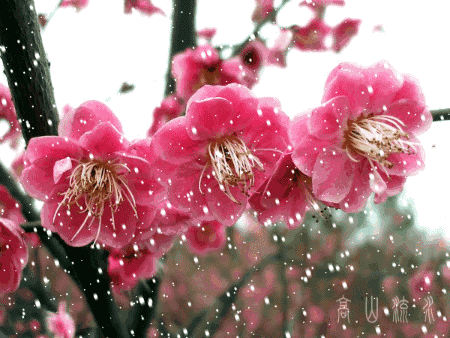 450_338gif 动态图 动图