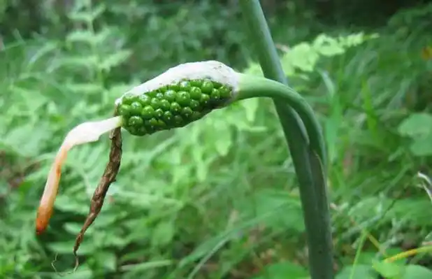 天南星种植技术视频