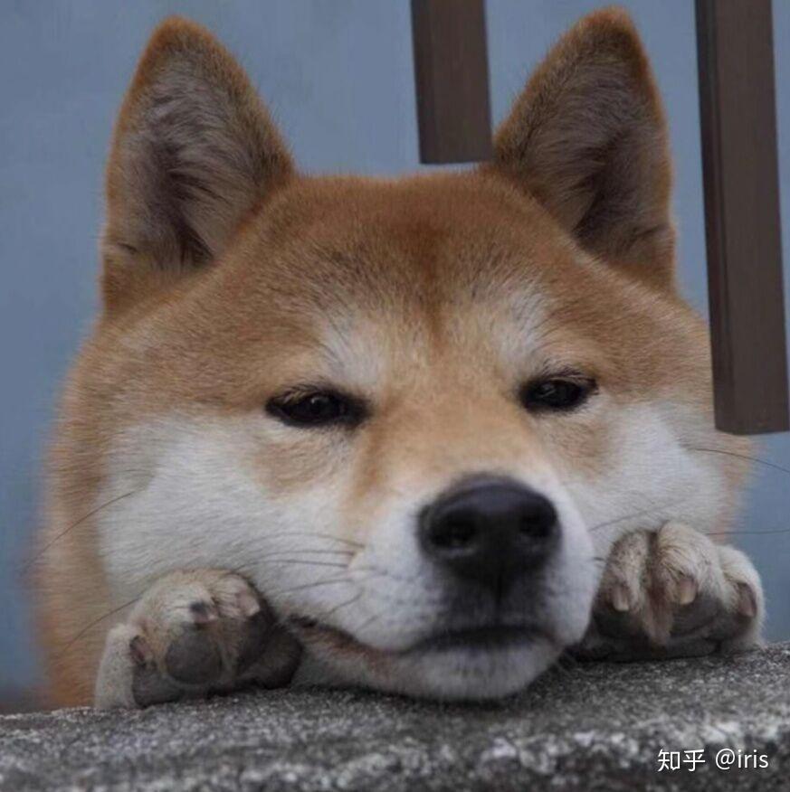 男生头像,傻吊又可爱的那种,有没有? - 知乎