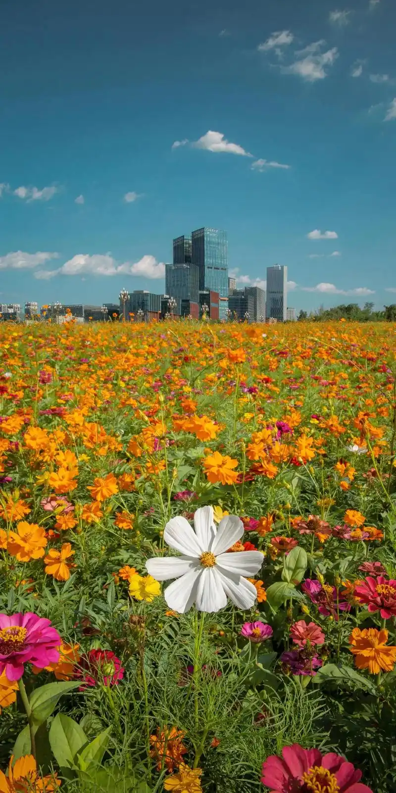 成都兴隆湖|花海城市