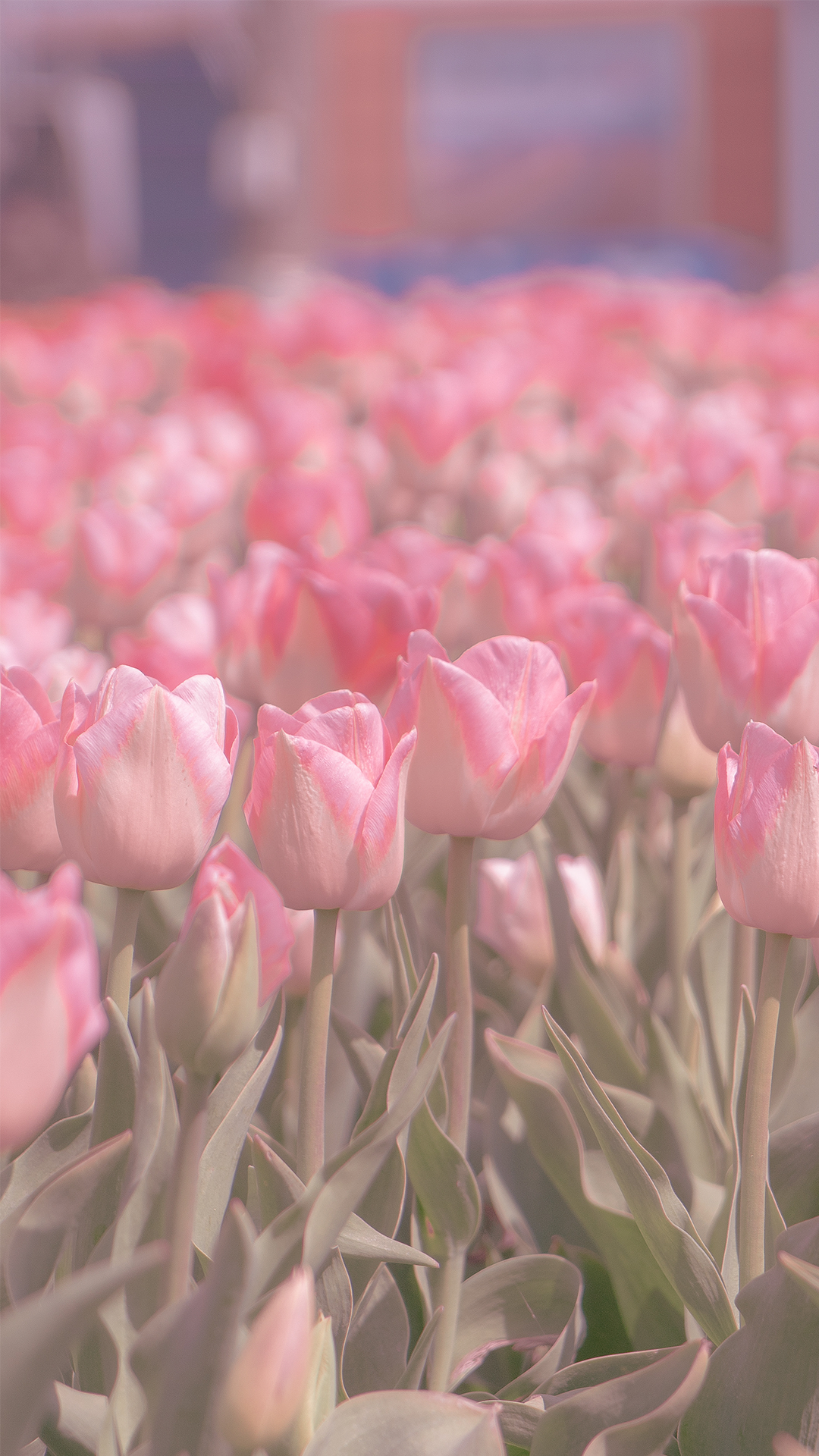 清新唯美郁金香花田