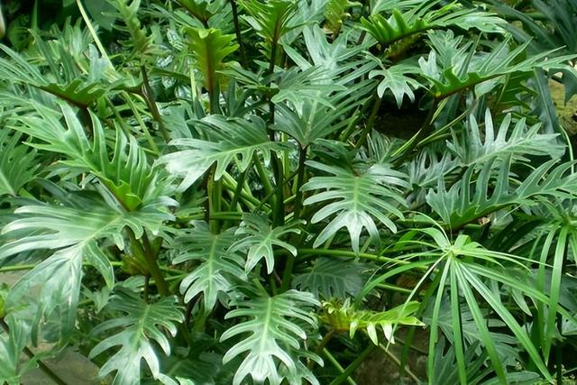 四季常青的草本植物,植株美观大方,茎叶细长而挺拔,深裂羽状的大叶子