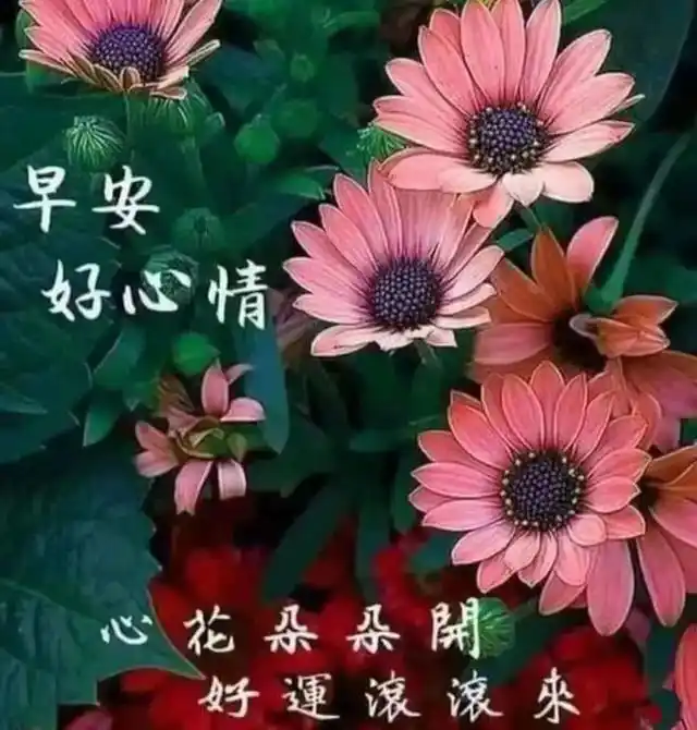 关怀老同学的早上好问候语免打字好看的早安祝福图片带字表情包