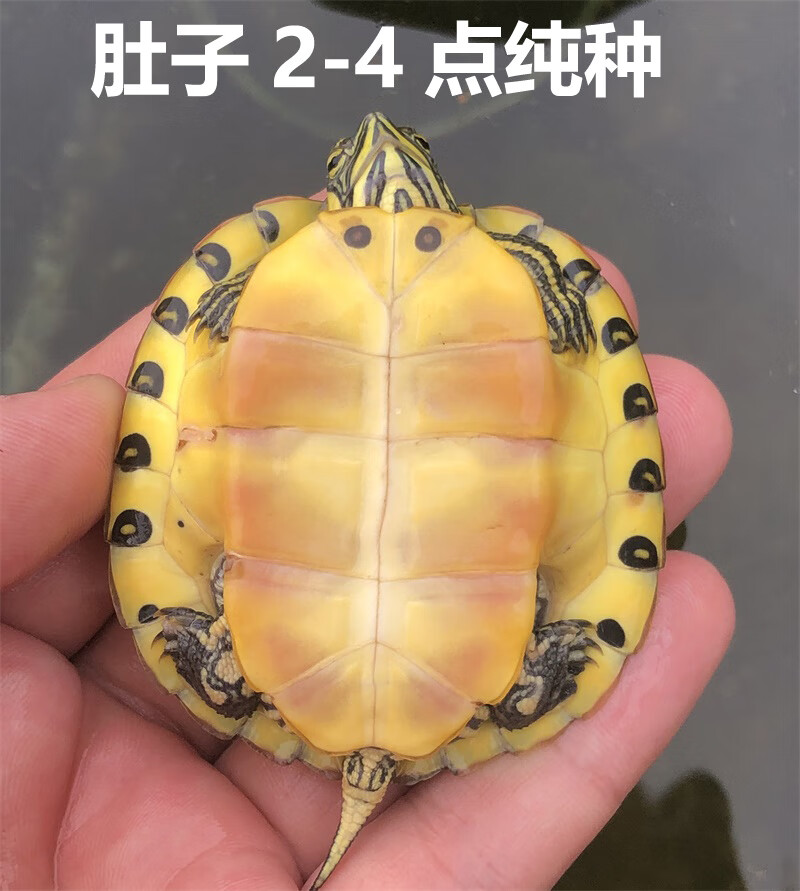 double yellow 深水黄耳龟乌龟活物冷水龟家养宠物观赏小乌龟吃粪龟