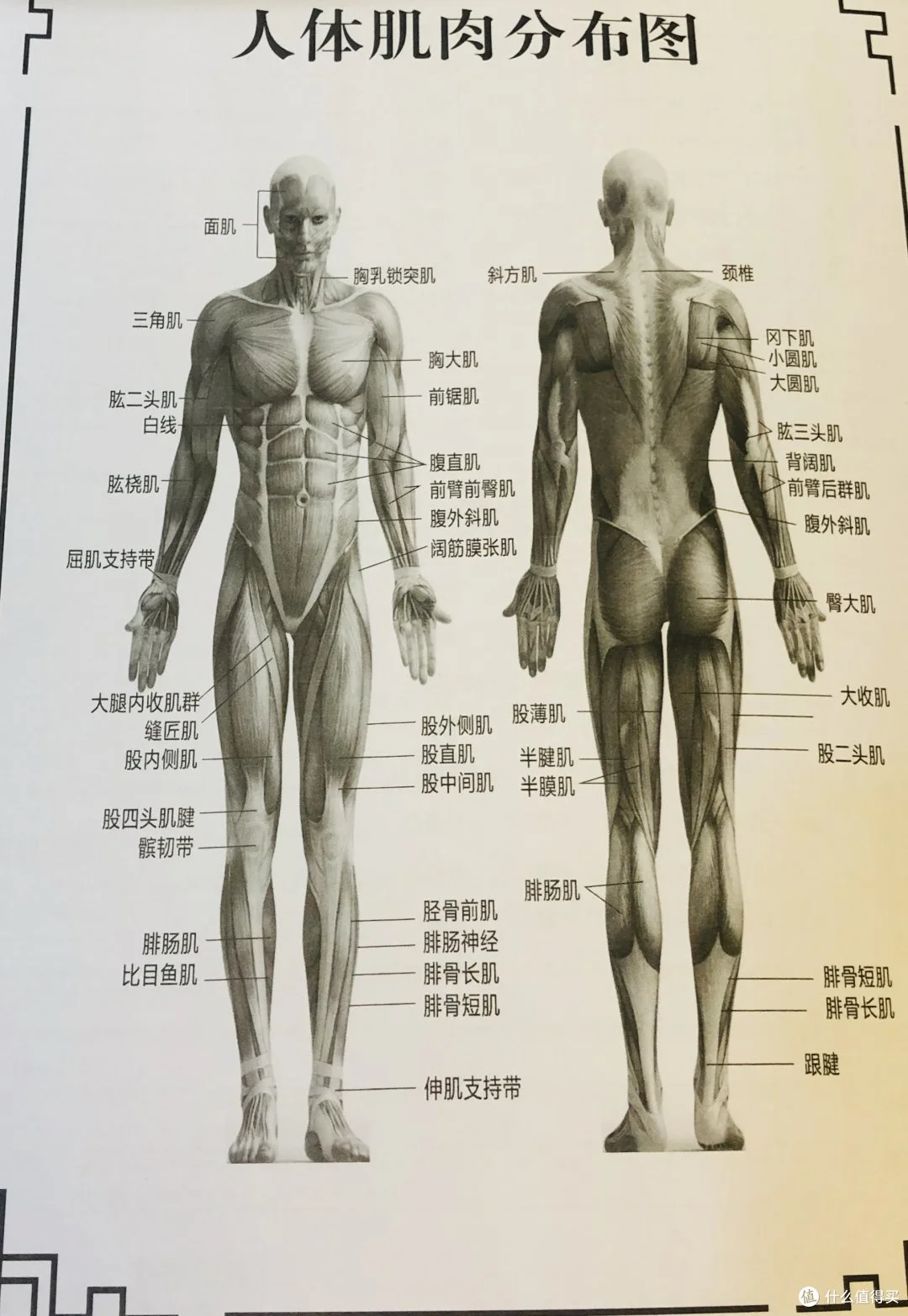 人体肌肉分布图