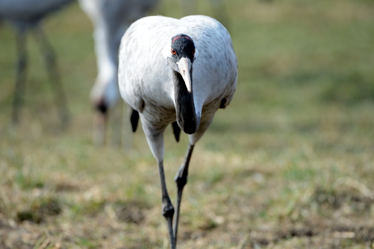 怒目金刚即使躺在地上也让人心生惧意