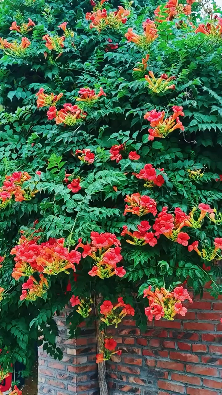 爬藤之王凌霄花耐旱耐寒特别好养