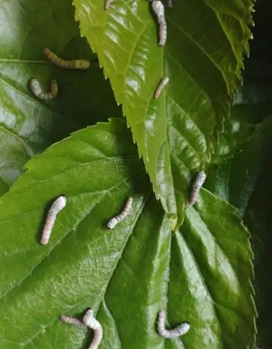 家蚕的生命周期