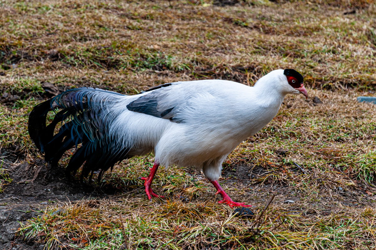 白马鸡又名雪雉,中国独有的古老物种,珍惜而又名贵,濒危保护动物.