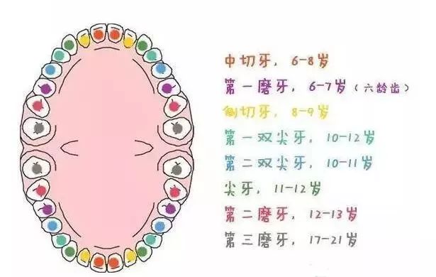 乳牙早失不重视,孩子的一口好牙就被你毁了!