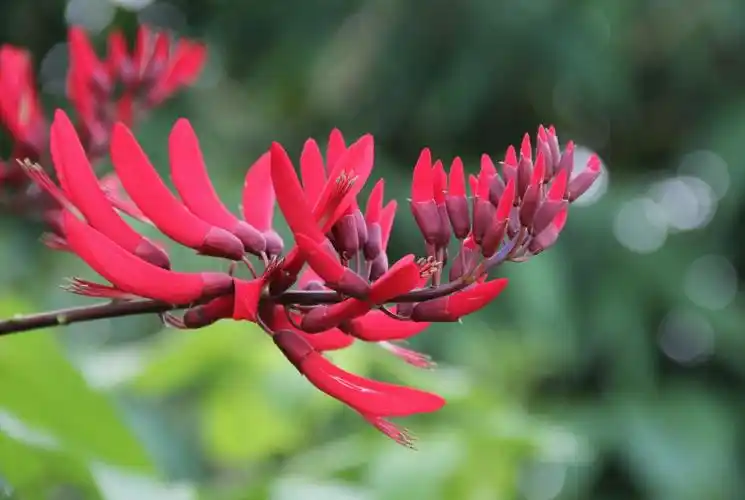 美丽妖艳,鲜艳夺目的"象牙红"