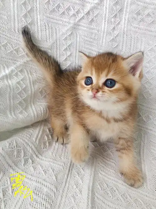 金渐层幼猫找家坐标赣州