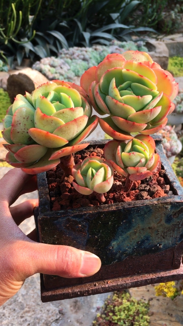 鸡蛋碧桃老桩整桩 11890