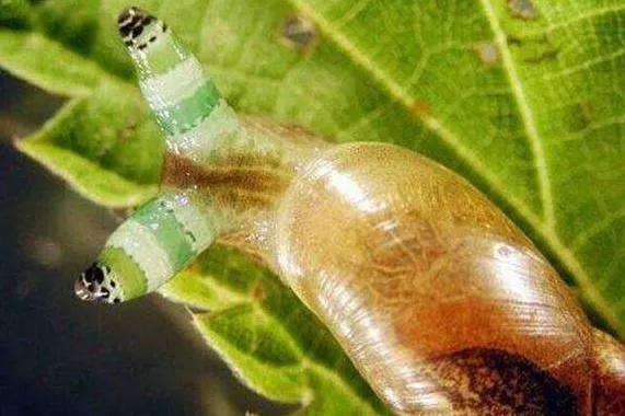 僵尸蜗牛会不会咬人僵尸蜗牛为什么叫僵尸蜗牛