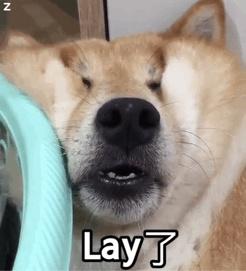 "你的柴犬好大只啊!