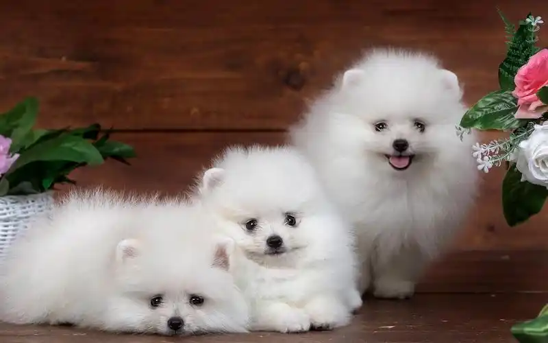 可爱狗狗桌面壁纸下载可爱狗狗泰迪金毛犬可爱小狗