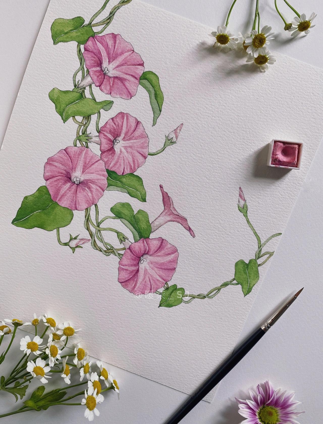 手绘花卉|牵牛花 这次画了牵牛花 图六,七为参考图(网图,没找到出处侵