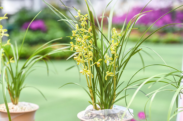 华东蕙兰展上名品现身近十万元一苗