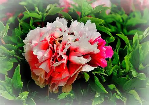 牡丹丛中一稀贵,"三国"二乔冠花名.20190,04,30