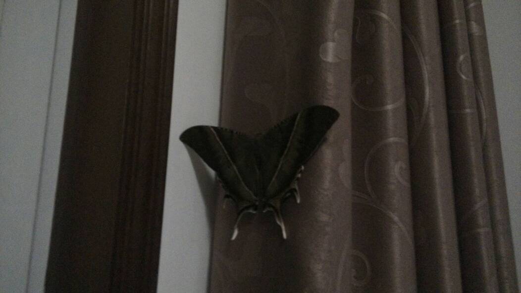 这是什么品种的飞蛾?