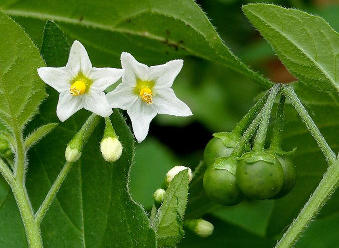 龙葵花是什么样子的