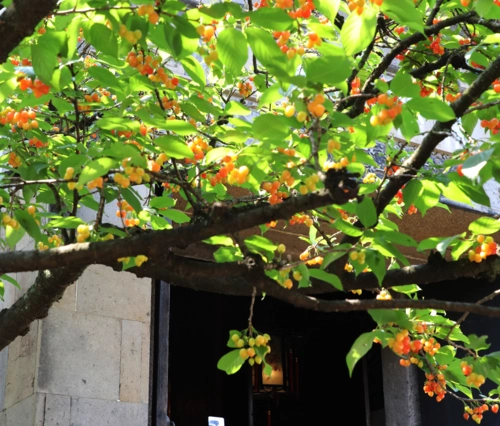 春风送暖,樱桃树挂满了渐红的果实