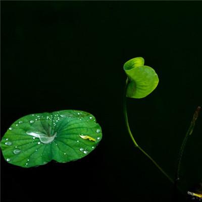 小清新唯美头像雨后池塘中的荷叶图片
