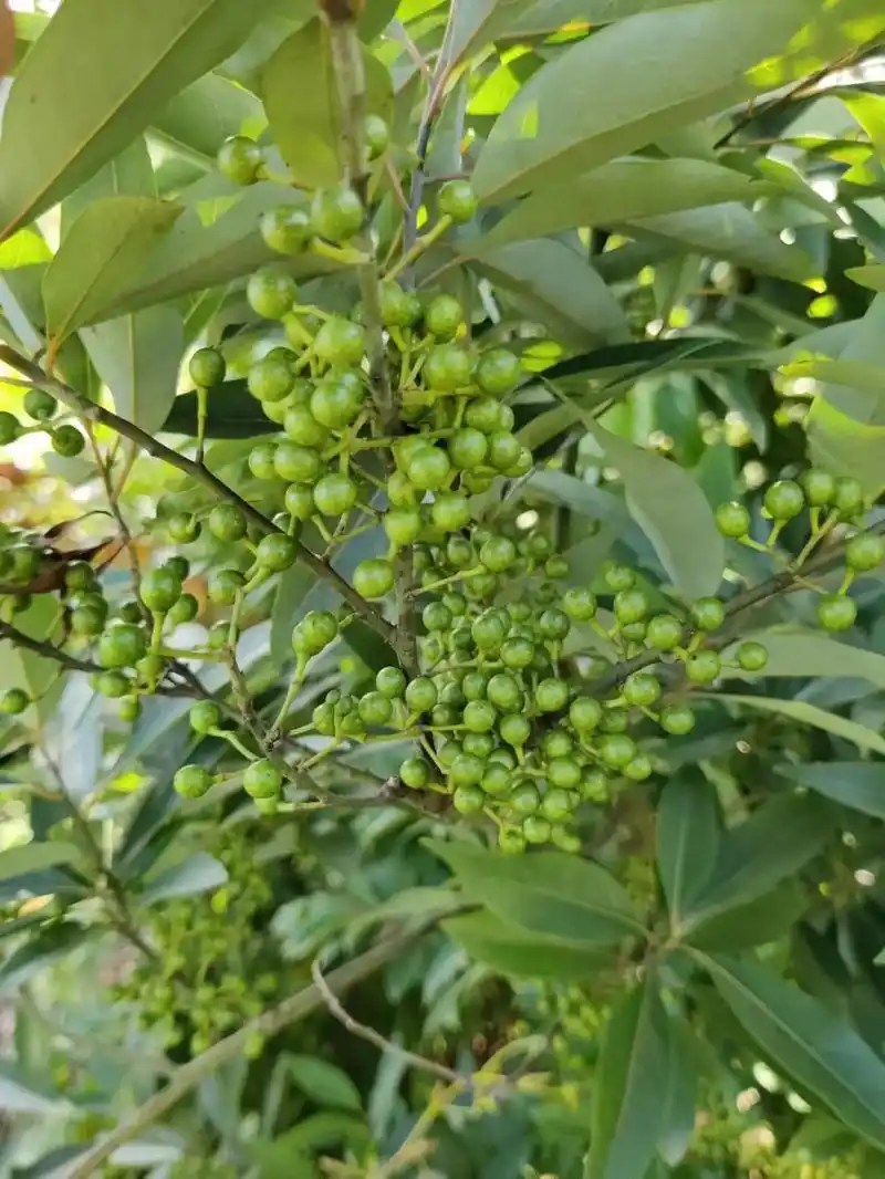 野生木姜子,山苍子,山鸡椒即将进入成熟期.健脾,燥湿,调气, - 抖音