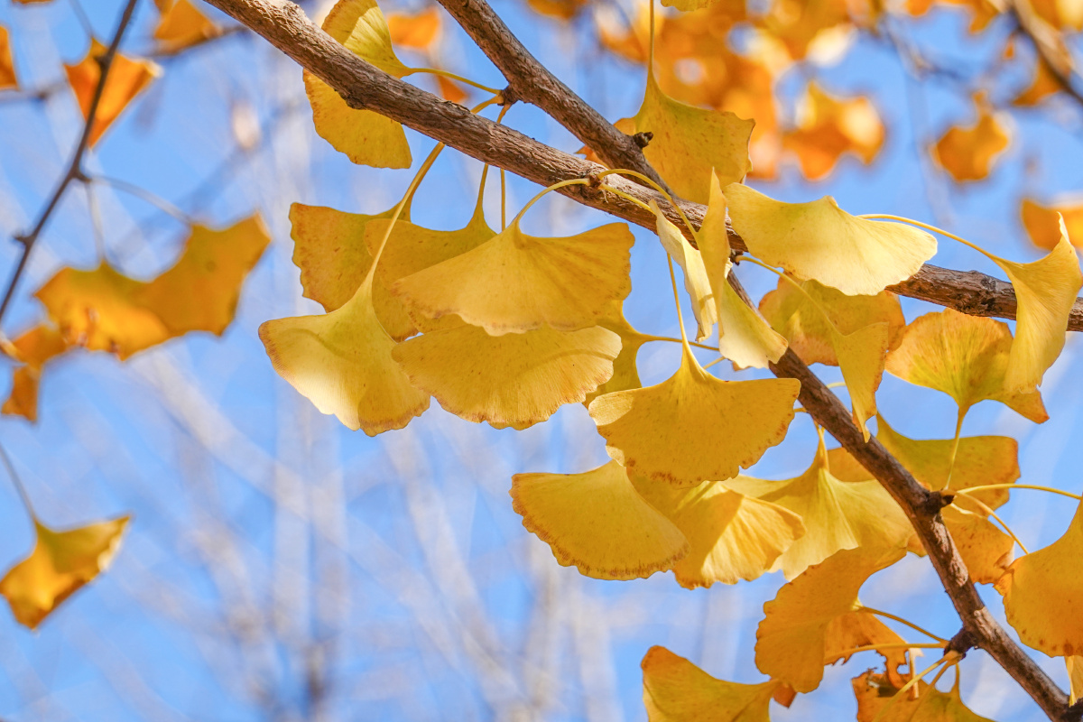秋季蓝天金色银杏树叶特写