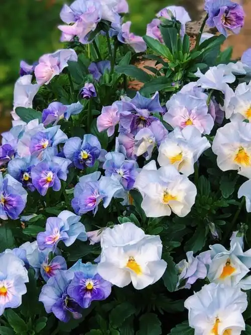 三色堇的品种十分繁多,色彩鲜艳,花期颇长