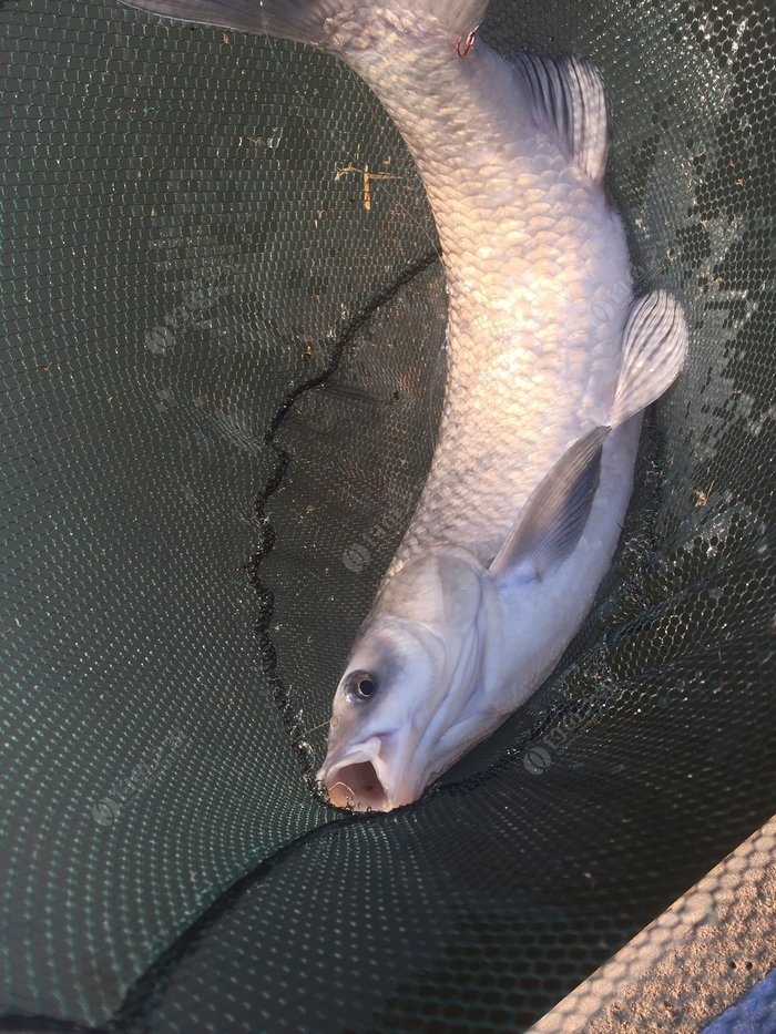 一个下午钓的鱼2条鱼