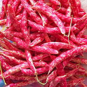 东北黄金钩红金钩豆角种子油豆秋季芸豆蔬菜种籽架豆四季播种孑