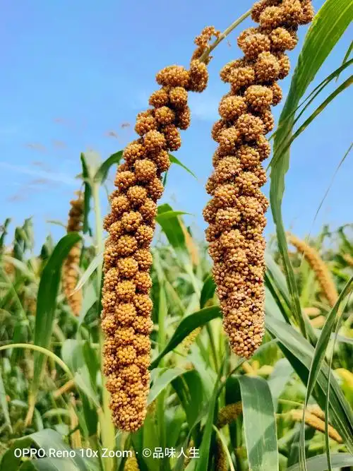 秋之收— 秋天 又一个丰收的季节