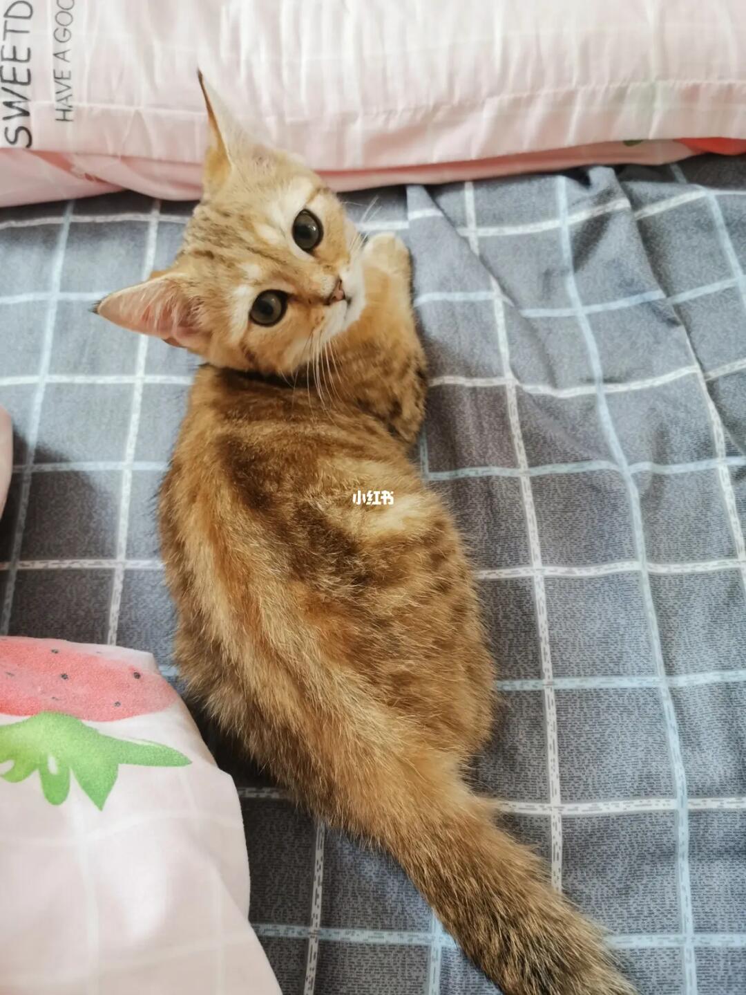 感觉很像狸花猫,卖家告诉我是金渐层生的