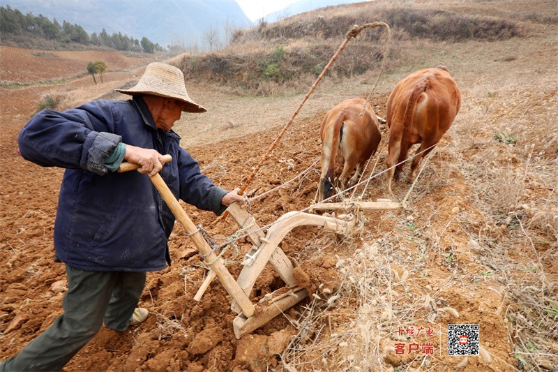 " 12月30日,房县红塔镇沙坪村群众在自家的田地里用耕牛深翻土地.
