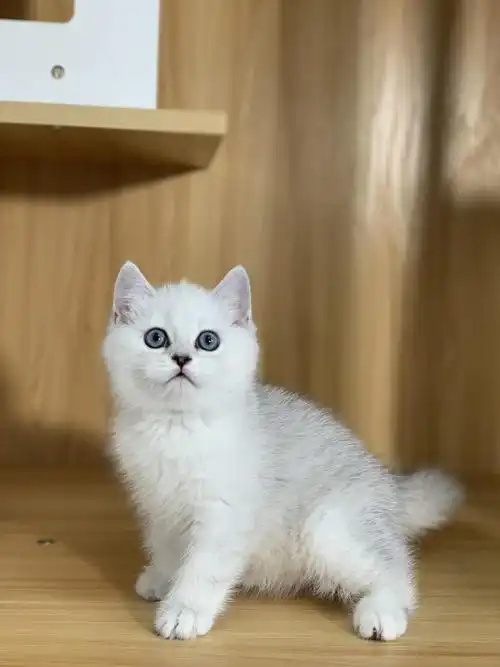 家养银渐层2弟弟2妹妹两个月可上门可视频