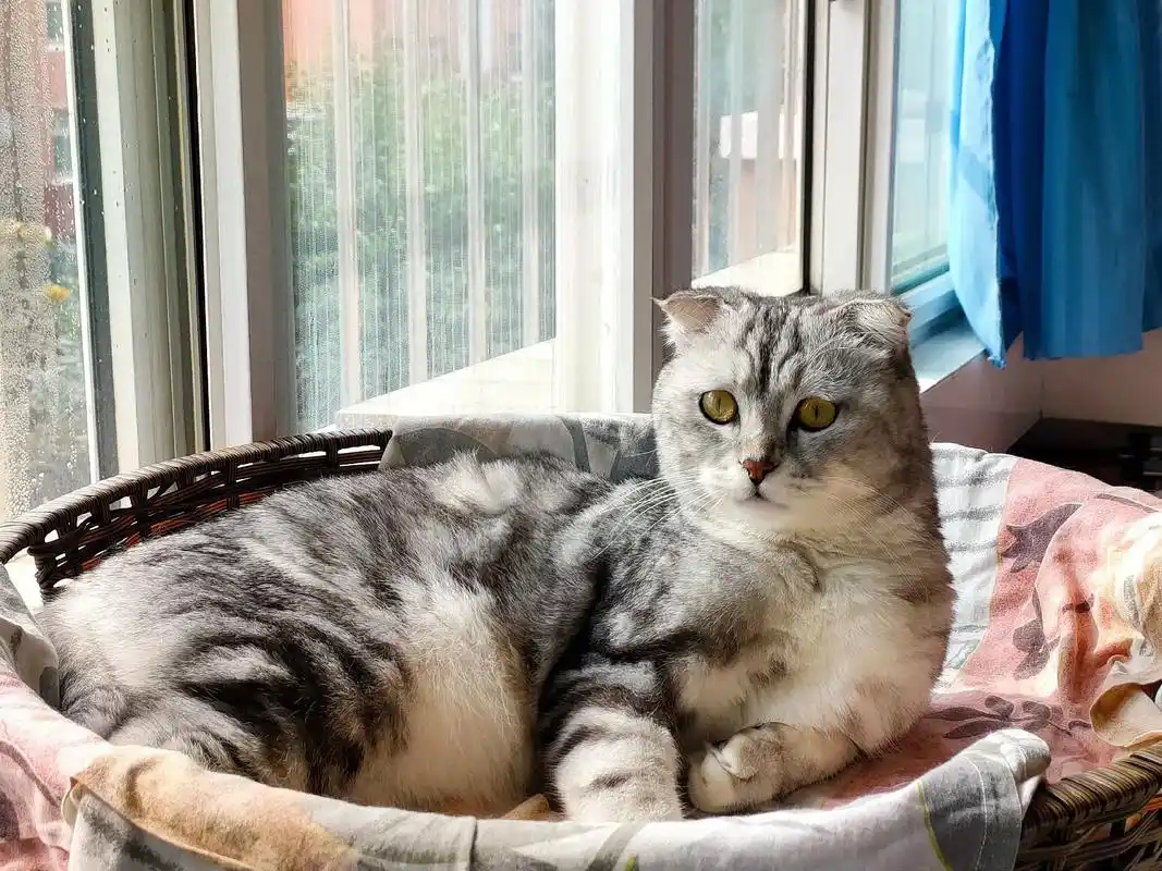 93:是在下无敌啦!#猫咪 #折耳猫 #银渐层 - 抖音